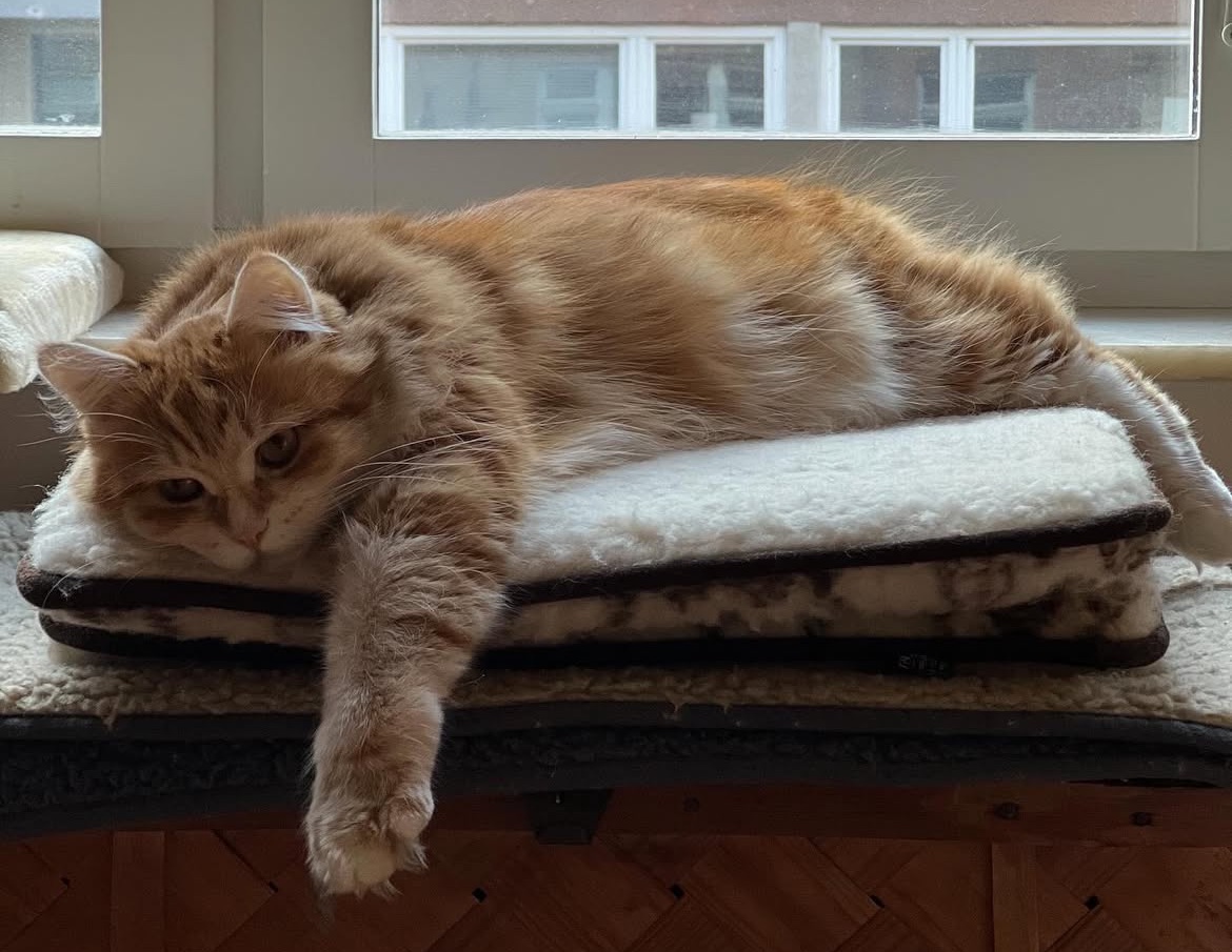 Sibirisk katt Metis